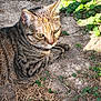 animal, cat, closeup, daylight, dirt, ears, eyes, feline, fur, greenery, ground, nature, outdoor, pet, plants, relaxed, resting, sunlight, tabby, whiskers