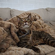 Minnie a rejoint le concours — aidez-le/la à gagner de superbes lots ! cat, tabby, pet, animal, indoor, sofa, blanket, furniture, cozy, resting, fur, whiskers, collar, looking_up, cute, comfortable, relaxed, home, domestic, curious