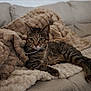 cat, tabby_cat, feline, pet, animal, indoor, blanket, couch, furniture, soft_texture, cozy, relaxed, resting, fur, whiskers, alert, green_eyes, striped, domestic_animal, living_room