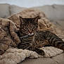 cat, tabby, pet, feline, animal, indoor, blanket, couch, relaxing, fur, whiskers, collar, green_eyes, cozy, soft, resting, domestic_animal, home, comfortable, sleepy