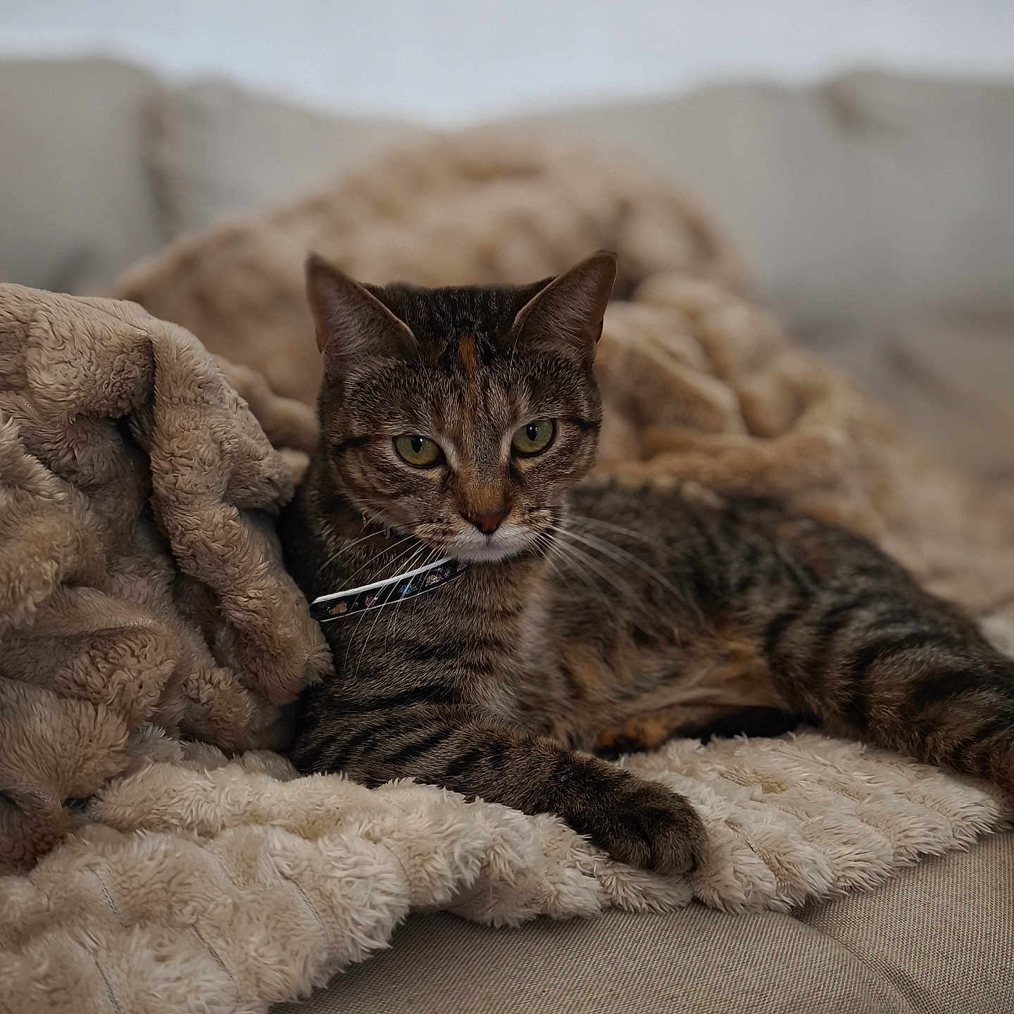 Minnie a rejoint le concours — aidez-le/la à gagner de superbes lots ! animal, blanket, cat, collar, comfortable, couch, cozy, domestic_animal, feline, fur, green_eyes, home, indoor, pet, relaxing, resting, sleepy, soft, tabby, whiskers