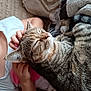 Minnie a rejoint le concours — aidez-le/la à gagner de superbes lots ! affection, blanket, casual_clothing, cat, close_up, comfort, cozy, ear_scratching, feline, fur, human_hand, indoor, nap_time, person, pet, relaxation, resting, sleepy, tabby_cat, whiskers
