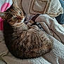 Minnie participe au concours pour gagner de l'argent avec cette photo : animal, blanket, cat, closeup, comfort, cozy, curious, cushion, domestic, feline, fur, home, indoor, looking_back, pet, relaxation, resting, soft, tabby_cat, texture