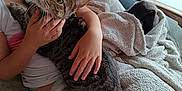 Minnie participe au concours pour gagner de l'argent avec cette photo : blanket, cat, child, comfort, cozy, cuddle, curious, domestic_animal, feline, furniture, hand, home, indoor, person, pet, relaxation, resting, soft_light, tabby_cat, texture