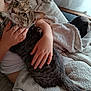 blanket, cat, child, comfort, cozy, cuddle, curious, domestic_animal, feline, furniture, hand, home, indoor, person, pet, relaxation, resting, soft_light, tabby_cat, texture
