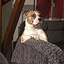 dog, couch, blanket, indoor, pet, furniture, brown, white, relaxed, domestic_animal, canine, ears, paw, snout, window, curtain, living_room, home, comfort, resting