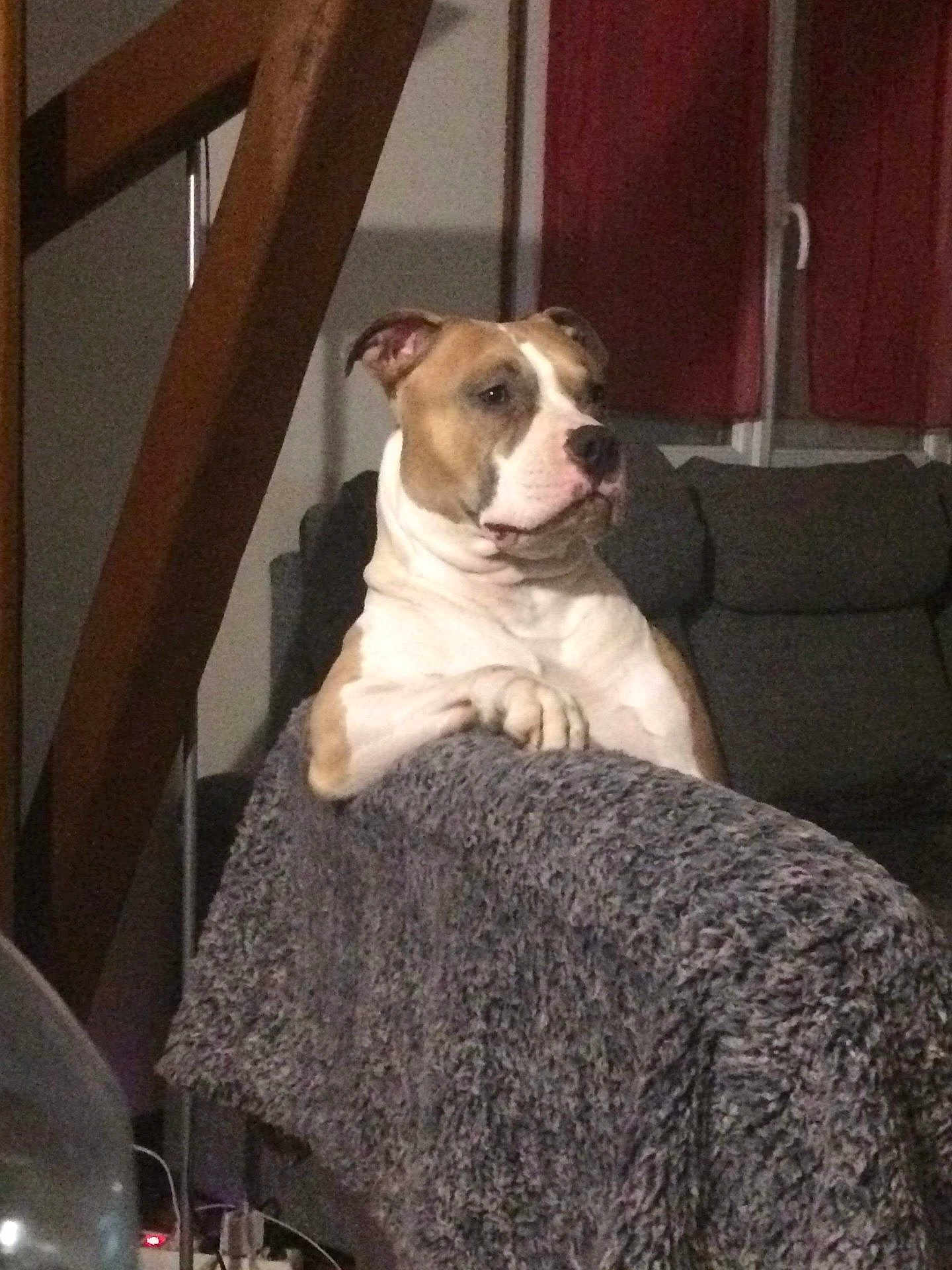 Over participe au concours pour gagner de l'argent avec cette photo : dog, couch, blanket, indoor, pet, furniture, brown, white, relaxed, domestic_animal, canine, ears, paw, snout, window, curtain, living_room, home, comfort, resting