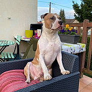 Over participe au concours pour gagner de l'argent avec cette photo : alert, animal, backyard, chair, cushion, daylight, dog, fence, flower_pot, flowers, green_chair, outdoor, patio, pet, plant, relaxing, sitting, sky, table, wicker_furniture