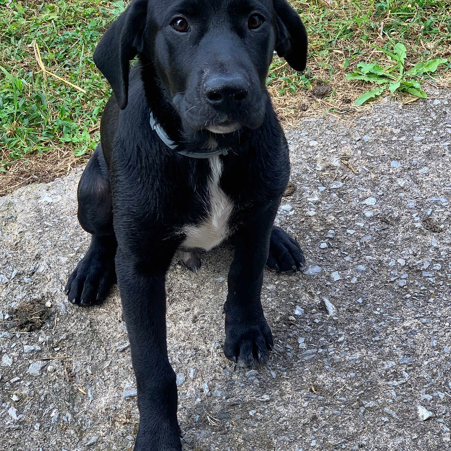 Rascal Dawson is registered to the contest to win money with this photo: animal, black_dog, canine, collar, cute, dog, ears, front_view, fur, grass, gravel, ground, looking, nature, outdoor, paw, pet, puppy, sitting, young_dog