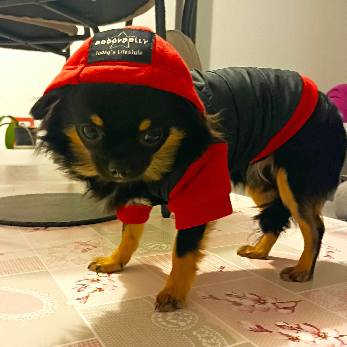 Oslo a rejoint le concours — aidez-le/la à gagner de superbes lots ! accessories, animal, baseballcap, canine, cap, chihuahua, clothing, coat, cockerspaniel, dog, hat, hound, knitwear, lifejacket, person, pet, puppy, strap, sweater, vest