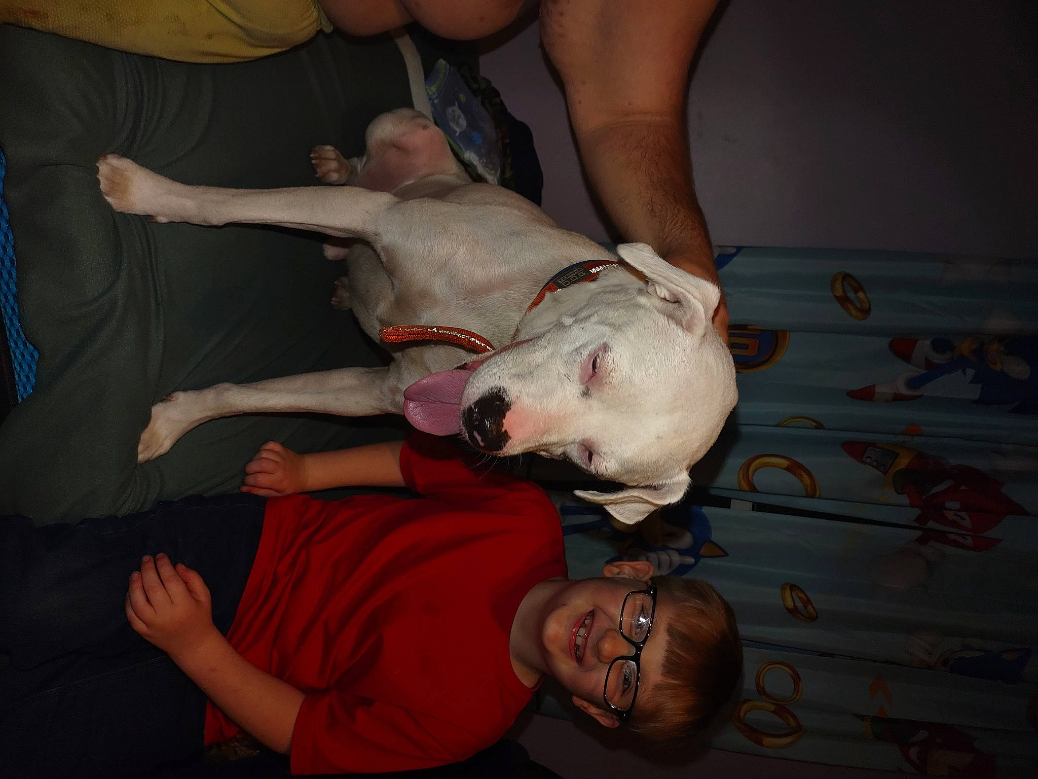 Snowball is registered to the contest to win money with this photo: arm, canidae, carnivore, comfort, companion_dog, dog, dog_breed, elbow, event, fawn, fun, hand, knee, leg, mammal, organ, sporting_group, tail, trunk, wrist