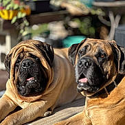 Sonny And Bo joined the competition — help win amazing prizes! dog, two_dogs, outdoor, sunlight, garden, pet, canine, wrinkled_face, brown_dog, resting, relaxed, close_up, portrait, animal, furniture, potted_plants, blurred_background, collar, daytime, laying_down
