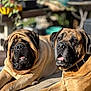dog, two_dogs, outdoor, sunlight, garden, pet, canine, wrinkled_face, brown_dog, resting, relaxed, close_up, portrait, animal, furniture, potted_plants, blurred_background, collar, daytime, laying_down
