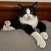 Milla a rejoint le concours — aidez-le/la à gagner de superbes lots ! cat, tuxedo_cat, black_and_white, pet, animal, bed, bedroom, bedding, plush_toy, toy, sitting, lying_down, front_paws, whiskers, ears, pink_nose, green_eyes, indoor, portrait, funny