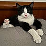 cat, tuxedo_cat, black_and_white, pet, animal, bed, bedroom, bedding, plush_toy, toy, sitting, lying_down, front_paws, whiskers, ears, pink_nose, green_eyes, indoor, portrait, funny