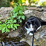 Milla participe au concours pour gagner de l'argent avec cette photo : kitten, cat, black_and_white, tuxedo_cat, animal, pet, outdoor, nature, stream, water, rocks, stone, plant, greenery, whiskers, eyes, leash, curious, portrait, sunlight
