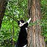 cat, black_and_white, tuxedo_cat, tree, climbing, forest, woodland, leaves, foliage, nature, outdoors, animal, pet, whiskers, greenery, trunk, vertical, portrait, alert, camouflage