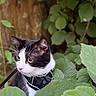 Milla a rejoint le concours — aidez-le/la à gagner de superbes lots ! cat, black_and_white, animal, pet, feline, portrait, outdoors, garden, leaves, foliage, tree, nature, harness, collar, whiskers, eyes, ears, watching, camouflage, close_up