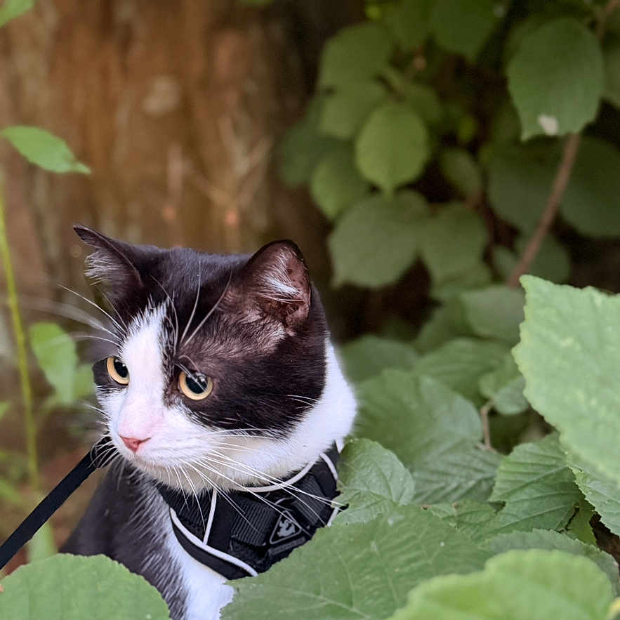 Milla a rejoint le concours — aidez-le/la à gagner de superbes lots ! cat, black_and_white, animal, pet, feline, portrait, outdoors, garden, leaves, foliage, tree, nature, harness, collar, whiskers, eyes, ears, watching, camouflage, close_up