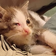 Aribo participe au concours pour gagner de l'argent avec cette photo : animal, brown, cat, close_up, comfort, cozy, cute, feline, indoor, kitten, lap, paw, person, pet, resting, sleepy, soft_fur, striped, white, young