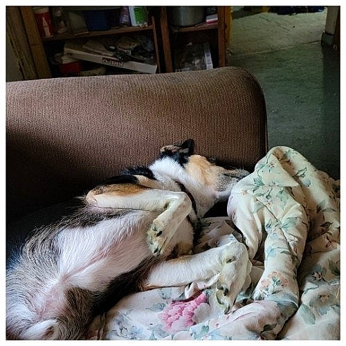 Mozart is registered to the contest to win money with this photo: bedding, canidae, carnivore, comfort, companion_dog, couch, dog, dog_breed, duvet, fawn, felidae, fur, linens, nap, sleep, small_to_medium_sized_cats, snout, sporting_group, whiskers, working_animal