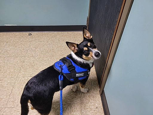 Mozart is registered to the contest to win money with this photo: art, canidae, carnivore, collar, companion_dog, dog, dog_breed, dog_collar, dog_supply, electric_blue, fawn, leash, non_sporting_group, pet_supply, snout, sporting_group, terrestrial_animal, toy_dog, working_animal, working_dog