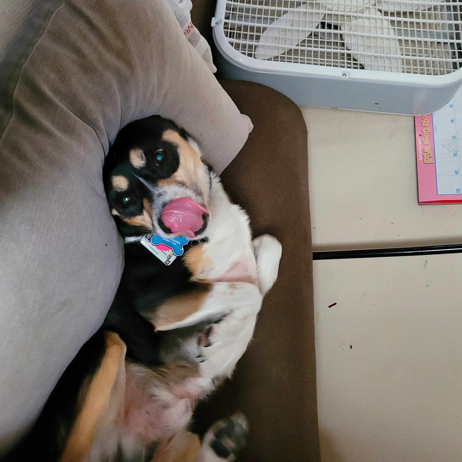 Mozart joined the competition — help win amazing prizes! canidae, carnivore, comfort, companion_dog, couch, dog, dog_breed, dog_supply, fawn, goggles, home_accessories, mesh, non_sporting_group, pet_supply, puppy, puppy_love, sporting_group, sunglasses, toy_dog, working_animal