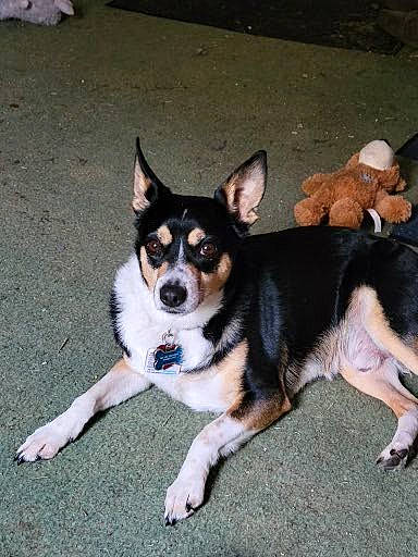 Mozart joined the competition — help win amazing prizes! canidae, carnivore, companion_dog, dog, dog_breed, dog_supply, foot, grass, herding_dog, paw, snout, sporting_group, tail, working_animal, working_dog