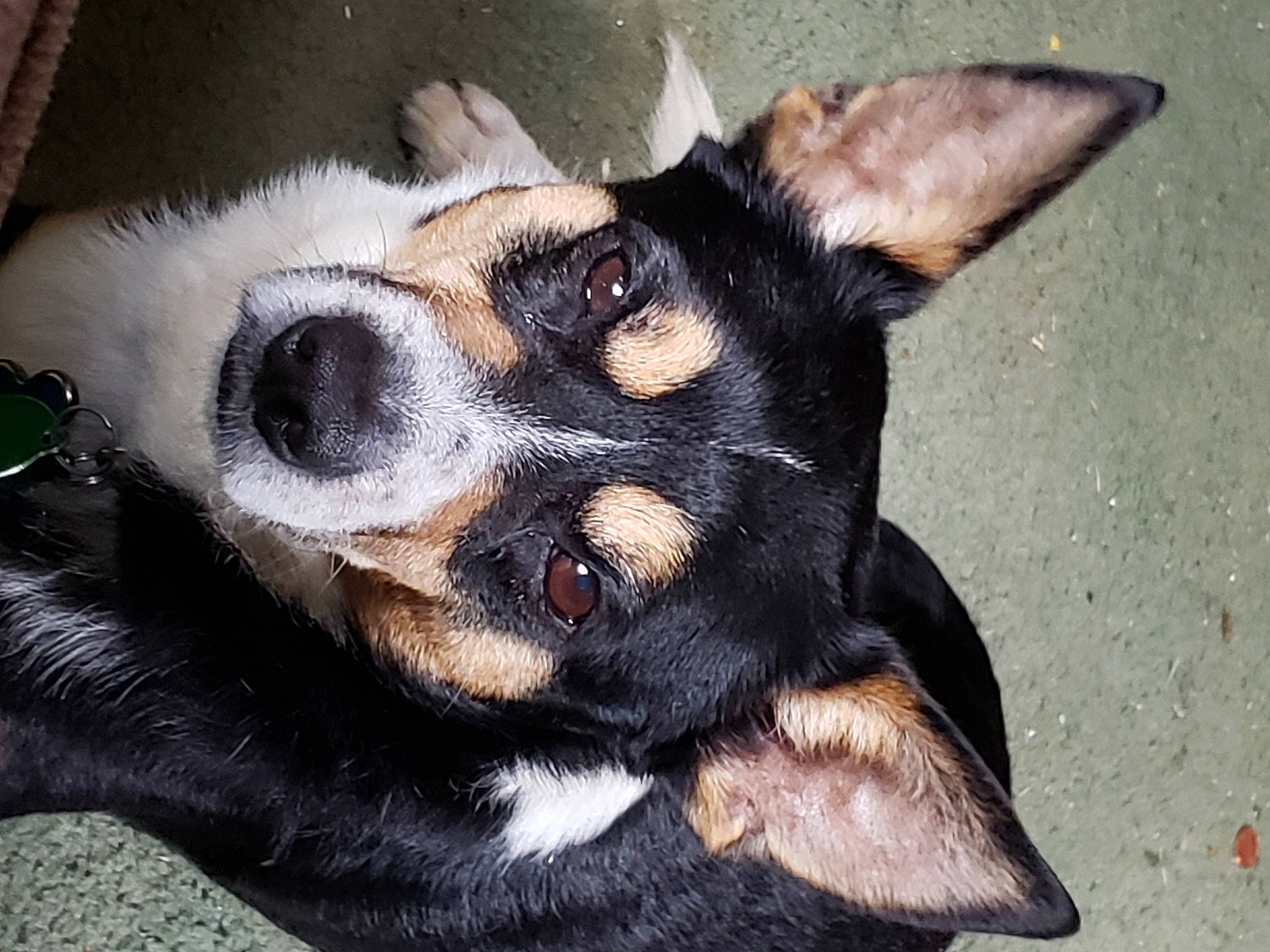 Mozart is registered to the contest to win money with this photo: australian_kelpie, canidae, carnivore, corgi_chihuahua, dog, dog_breed, ear, lancashire_heeler, mammal, miniature_fox_terrier, miniature_pinscher, nose, prazsky_krysarik, rat_terrier, snout, teddy_roosevelt_terrier, texas_heeler, toy_fox_terrier, vertebrate, whiskers