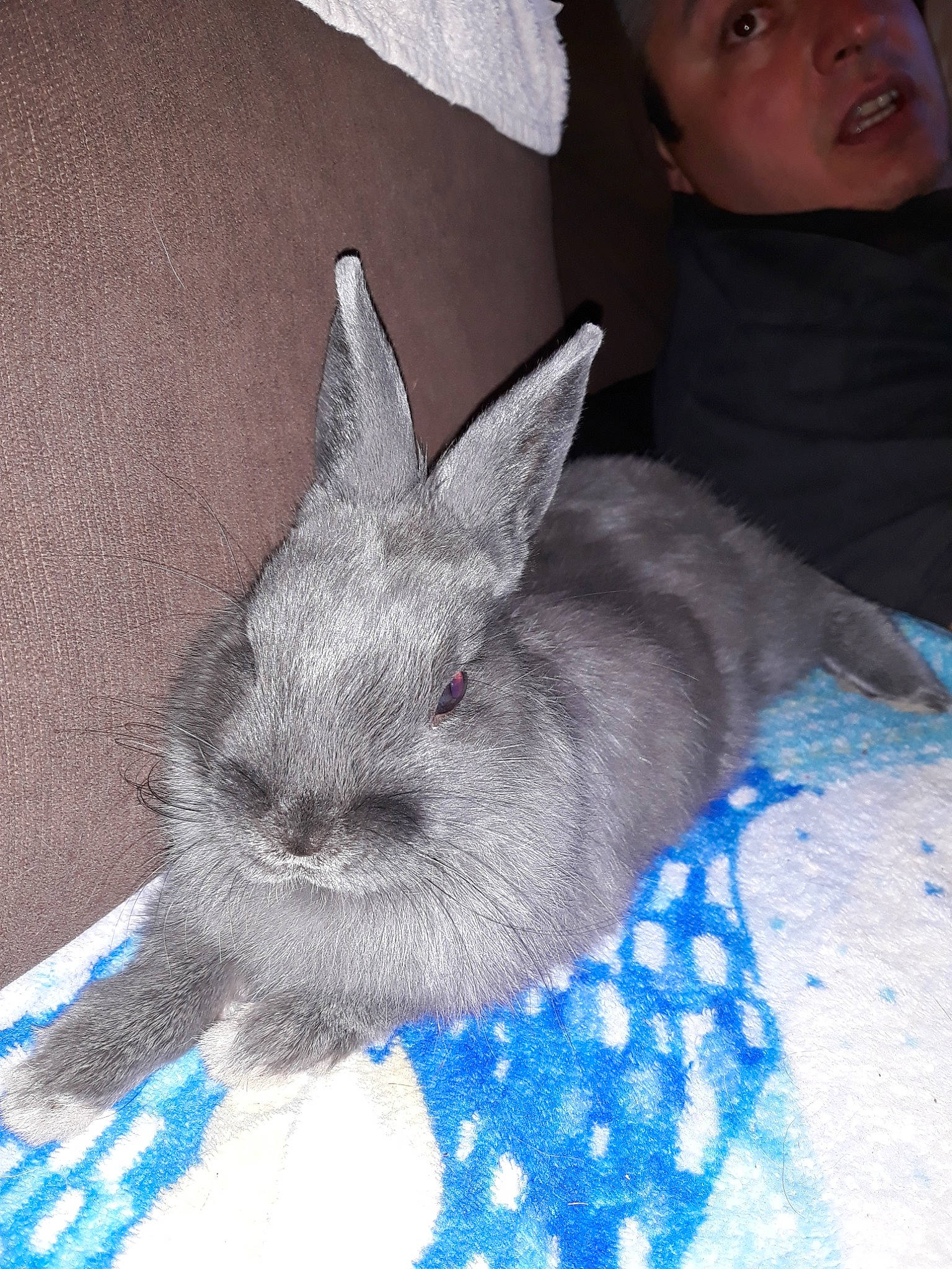 Oasis participe au concours pour gagner de l'argent avec cette photo : domestic_rabbit, fauna, mammal, person, rabbit, rabits_and_hares, snout, whiskers