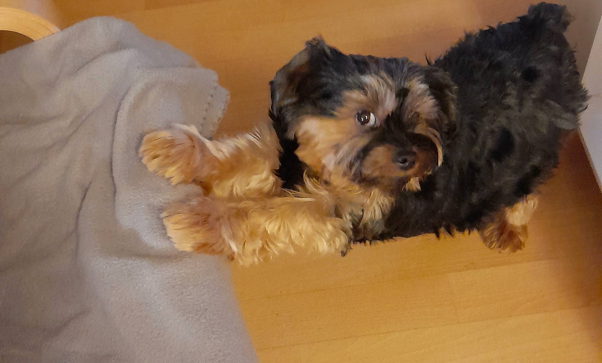 Poupy participe au concours pour gagner de l'argent avec cette photo : biewer_terrier, canidae, carnivore, companion_dog, dog, dog_breed, dog_supply, fur, liver, maltepoo, non_sporting_group, poodle_crossbreed, puppy, small_terrier, snout, sporting_group, terrier, toy_dog, working_animal, yorkipoo