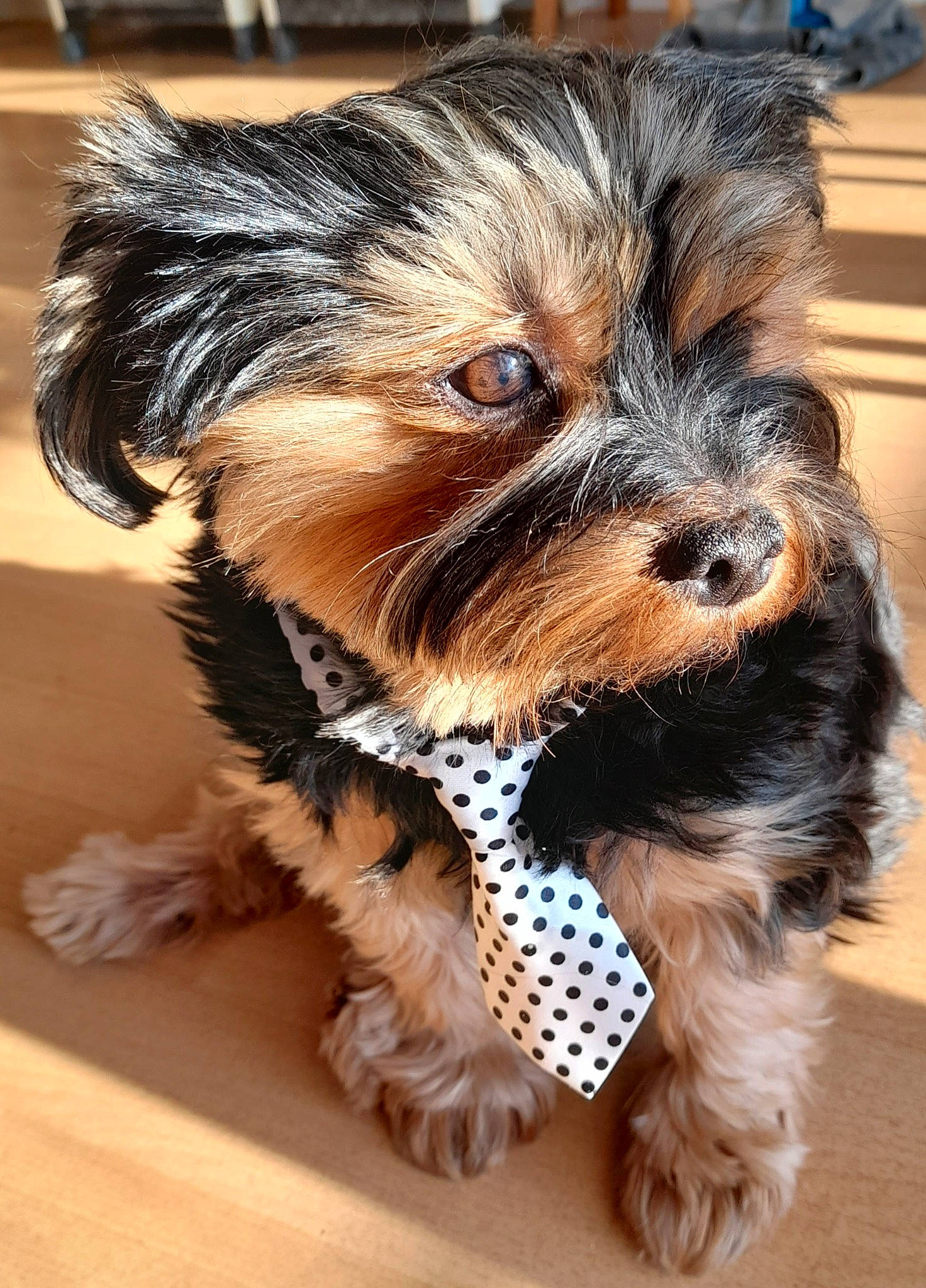 Poupy a rejoint le concours — aidez-le/la à gagner de superbes lots ! biewer_terrier, canidae, carnivore, collar, companion_dog, dog, dog_breed, dog_collar, dog_supply, fashion_accessory, fur, liver, small_terrier, snout, sporting_group, terrier, toy_dog, whiskers, working_animal, yorkshire_terrier