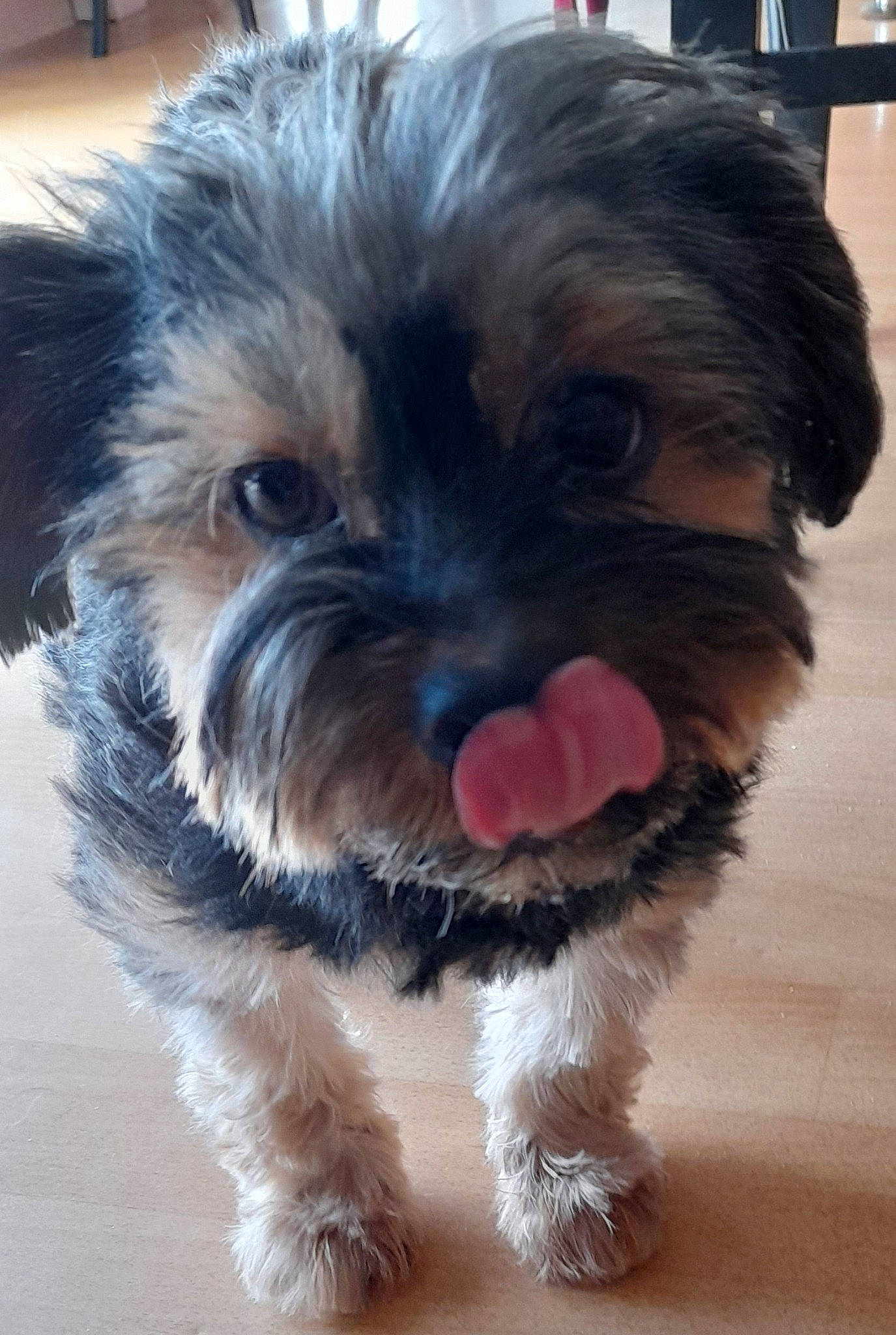 Poupy participe au concours pour gagner de l'argent avec cette photo : biewer_terrier, canidae, carnivore, companion_dog, dog, dog_breed, dog_supply, fawn, fur, liver, maltepoo, puppy, small_terrier, snout, sporting_group, terrier, toy_dog, whiskers, working_animal, yorkipoo