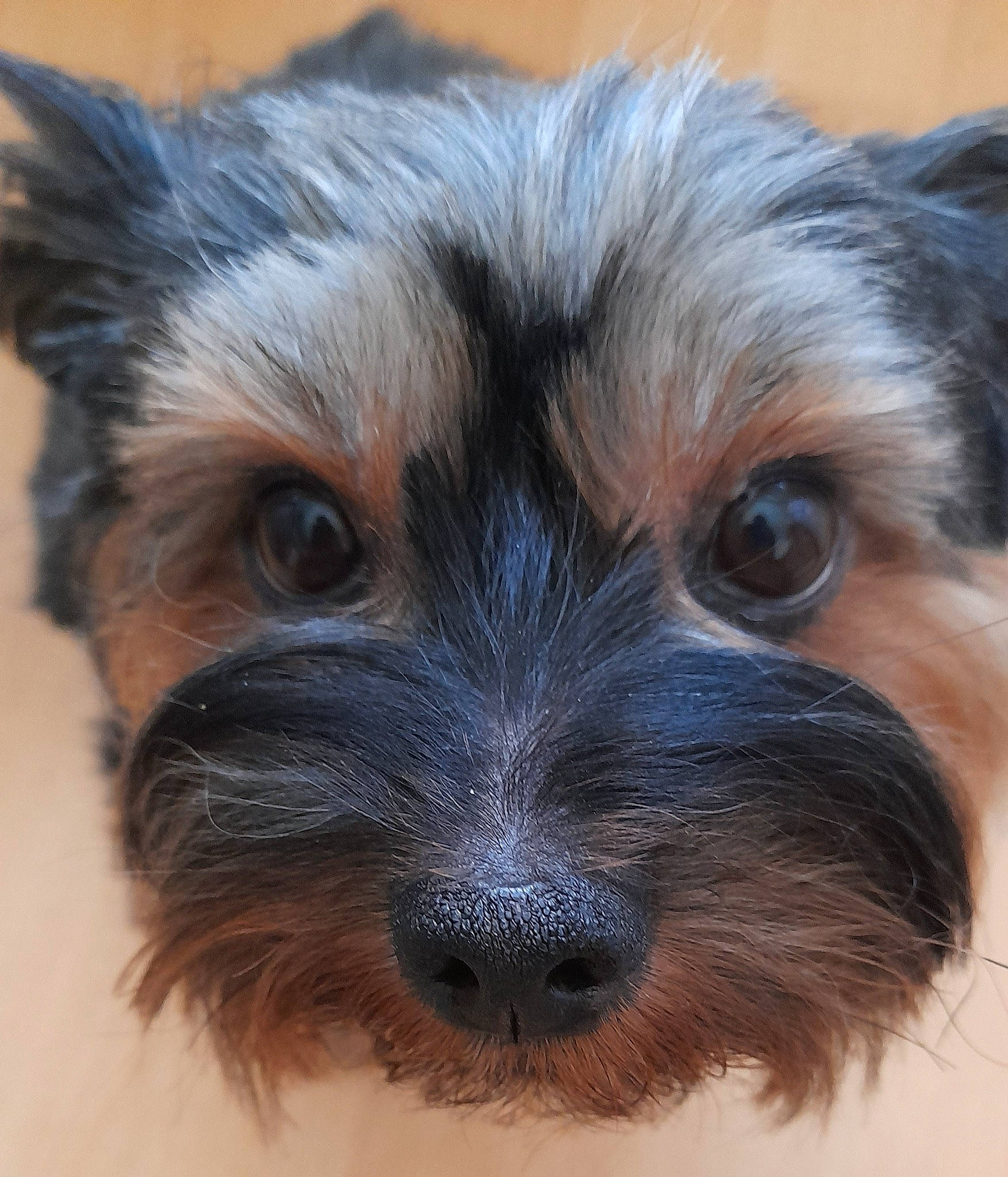 Poupy participe au concours pour gagner de l'argent avec cette photo : biewer_terrier, canidae, carnivore, companion_dog, dog, dog_breed, ear, fur, maltepoo, puppy, small_terrier, snout, terrestrial_animal, terrier, toy_dog, whiskers, working_animal