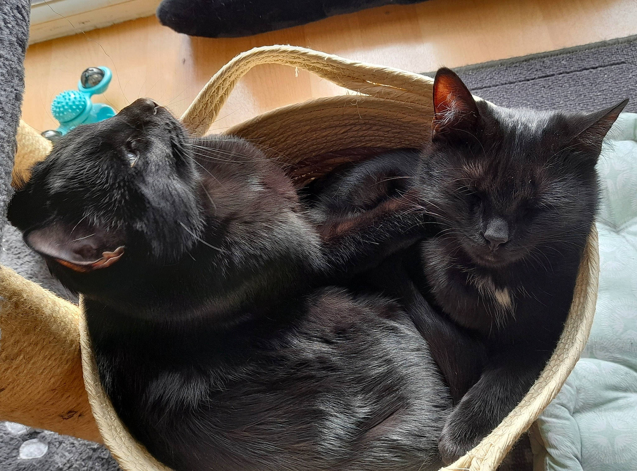 Oumy Et Seiya participe au concours pour gagner de l'argent avec cette photo : black_cat, bombay, carnivore, cat, claw, comfort, domestic_short_haired_cat, felidae, flooring, fur, grey, liver, mammal, nap, paw, small_to_medium_sized_cats, snout, tail, terrestrial_animal, whiskers