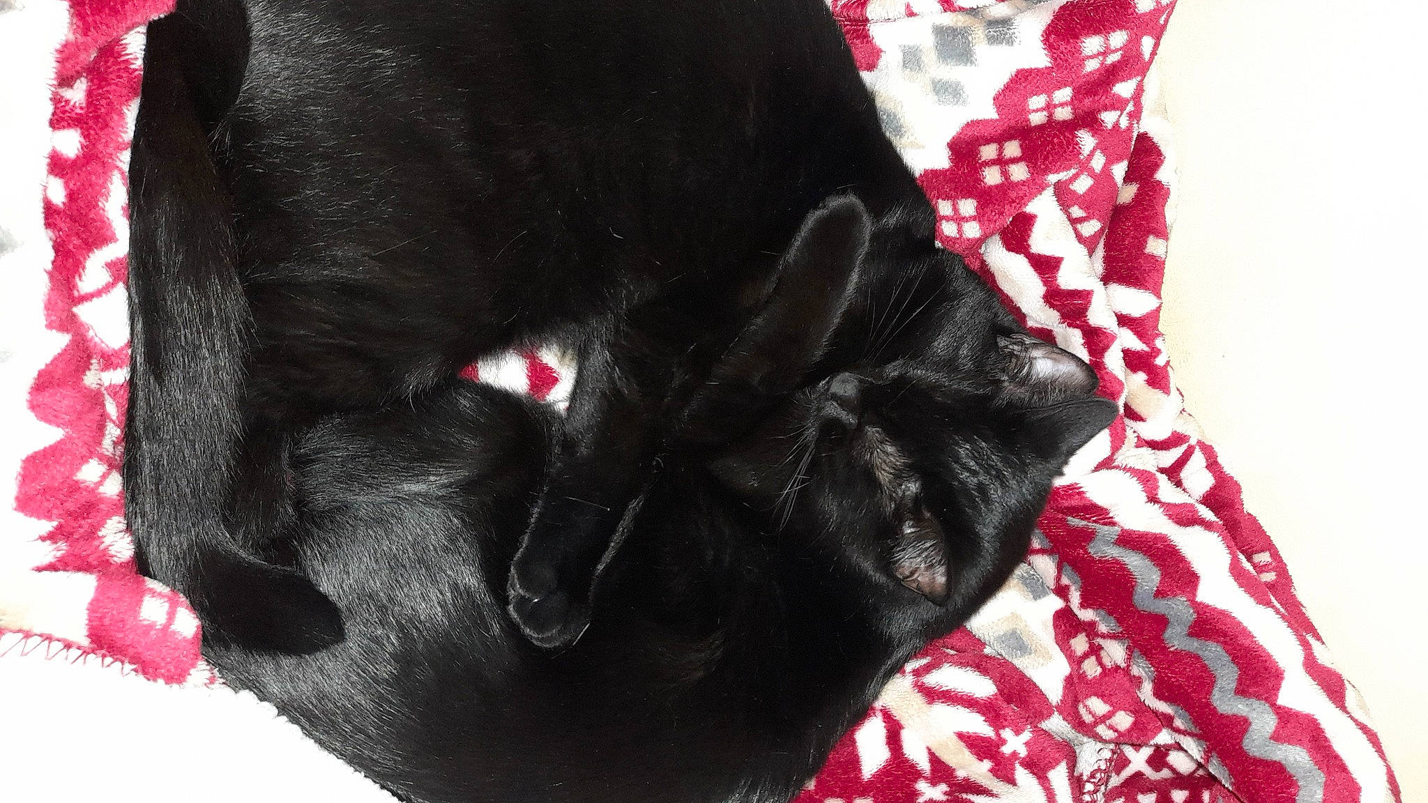 Oumy Et Seiya a rejoint le concours — aidez-le/la à gagner de superbes lots ! bombay, carmine, carnivore, collar, dog_breed, fashion_accessory, felidae, fur, magenta, pattern, pet_supply, red, sleeve, snout, tail, terrestrial_animal, textile, whiskers, working_animal