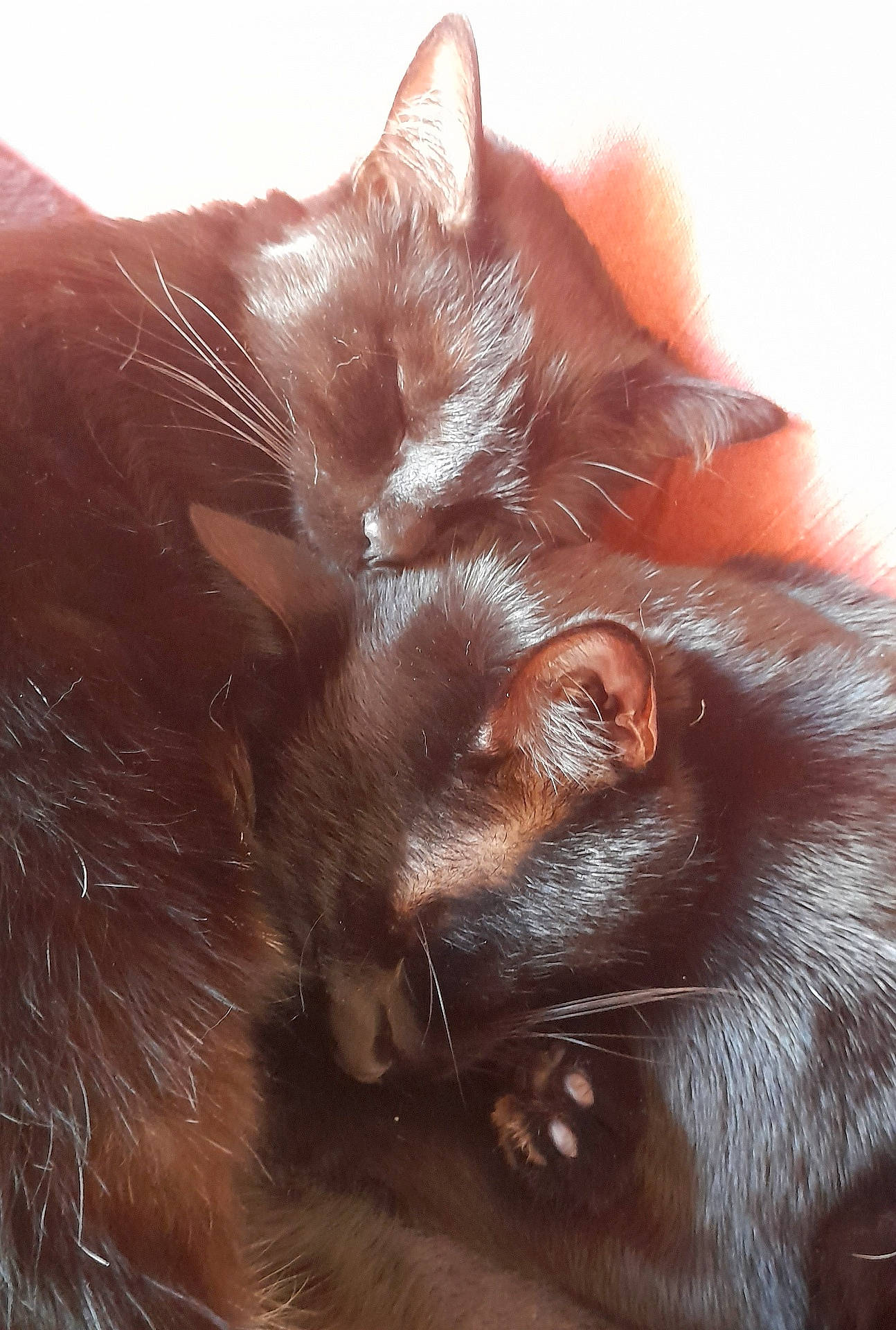 Oumy Et Seiya participe au concours pour gagner de l'argent avec cette photo : abyssinian, animal, blackcat, bodypart, cat, chair, clothing, couch, ear, fur, furniture, indoors, kitten, manx, mouth, person, pet, siamese, sleeping, teeth