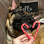 animal, background, black, brown, candy_cane, close_up, couch, dog, ear, fur, german_shepherd, hand, heart_shape, holiday, indoor, person_hand, pet, relaxed, snout, soft_lighting