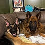animal, black, blanket, brown, couch, cozy, dog, ears, face, furniture, german_shepherd, happy, home, indoor, lying_down, pet, pillow, relaxed, stuffed_toy, wall_art