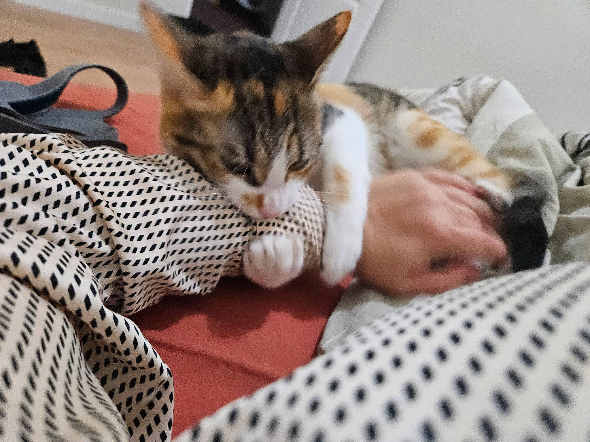 Colombe a rejoint le concours — aidez-le/la à gagner de superbes lots ! carnivore, cat, cat_supply, claw, comfort, domestic_short_haired_cat, felidae, fur, linens, nap, pattern, paw, room, sleep, small_to_medium_sized_cats, snout, textile, whiskers