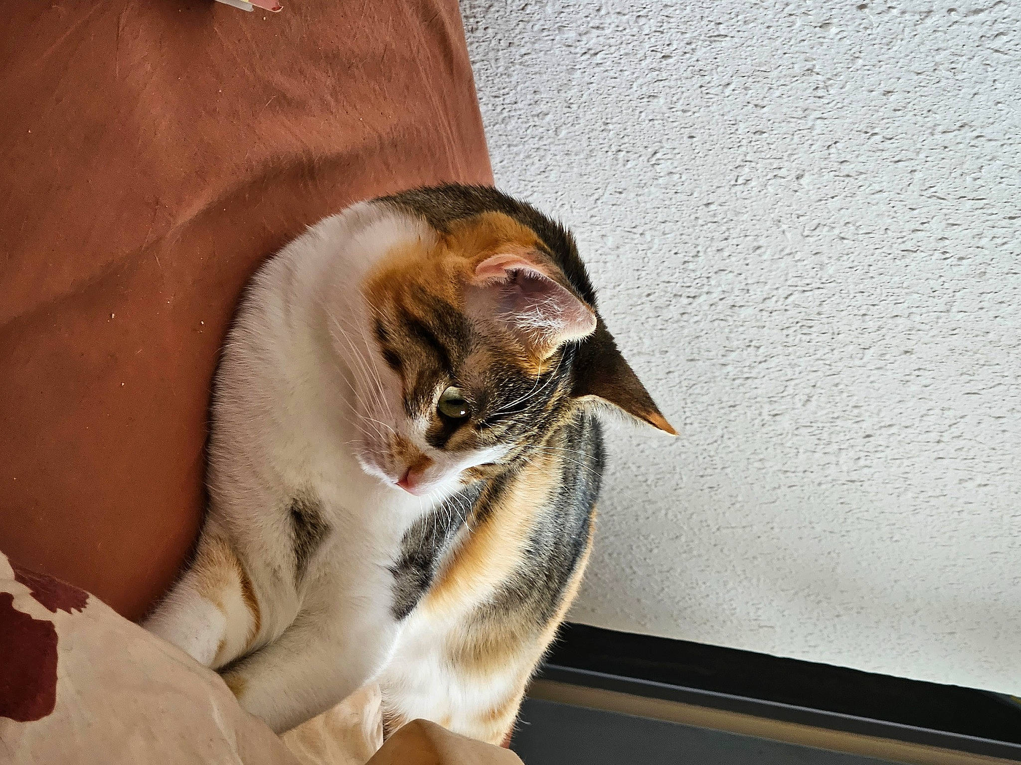 Colombe a rejoint le concours — aidez-le/la à gagner de superbes lots ! carnivore, cat, cat_supply, claw, comfort, domestic_short_haired_cat, ear, fawn, felidae, fur, linens, nap, paw, room, sleep, small_to_medium_sized_cats, snout, tail, whiskers, window