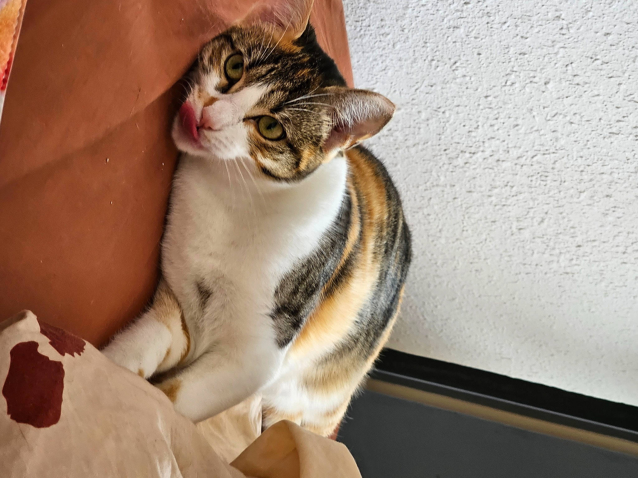Colombe a rejoint le concours — aidez-le/la à gagner de superbes lots ! carnivore, cat, claw, comfort, couch, domestic_short_haired_cat, door, felidae, fur, paw, sitting, small_to_medium_sized_cats, snout, tail, whiskers, window