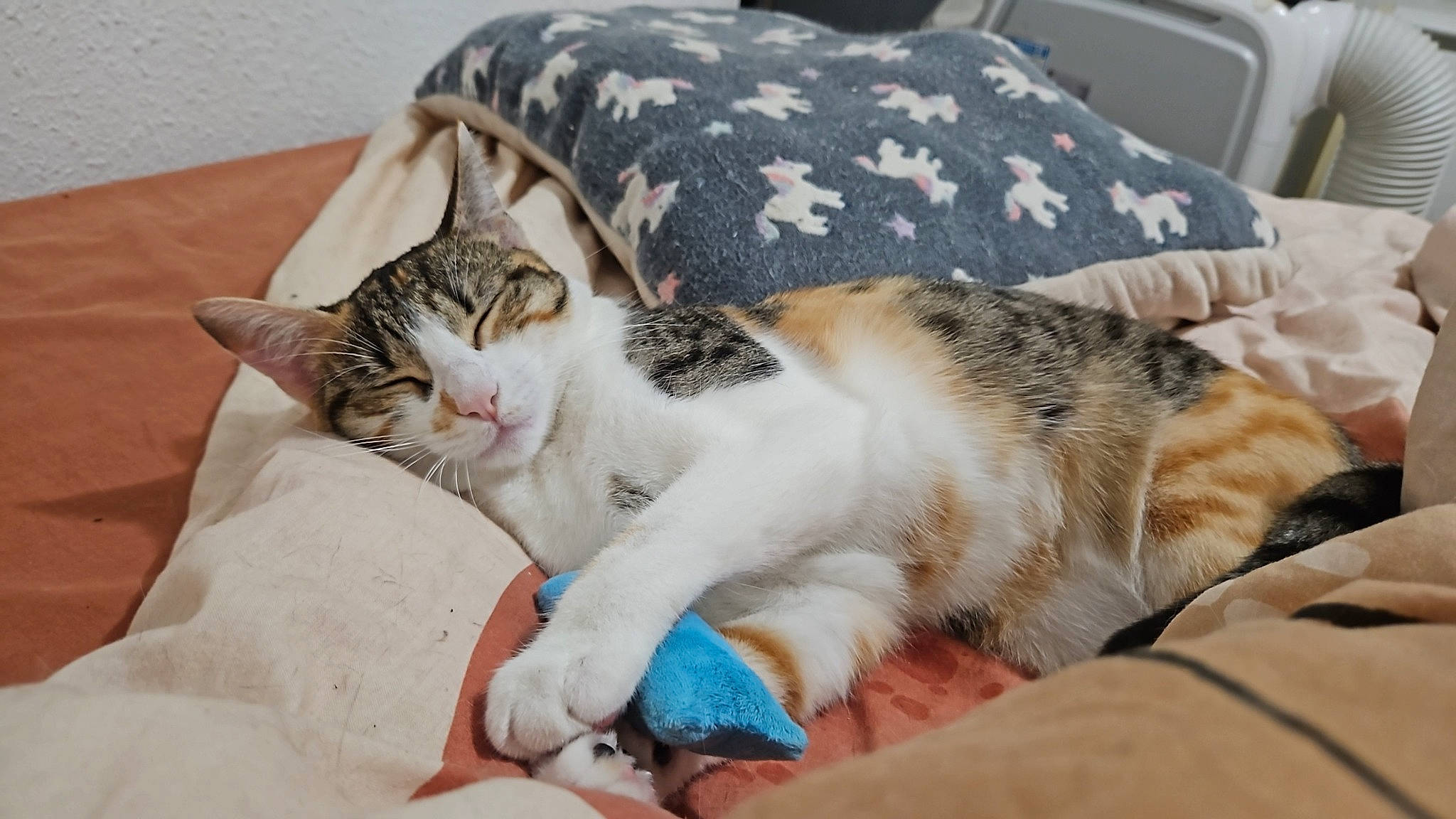 Colombe participe au concours pour gagner de l'argent avec cette photo : bed, carnivore, cat, claw, comfort, domestic_short_haired_cat, felidae, fur, linens, mammal, nail, nap, paw, sitting, sleep, small_to_medium_sized_cats, snout, vertebrate, whiskers
