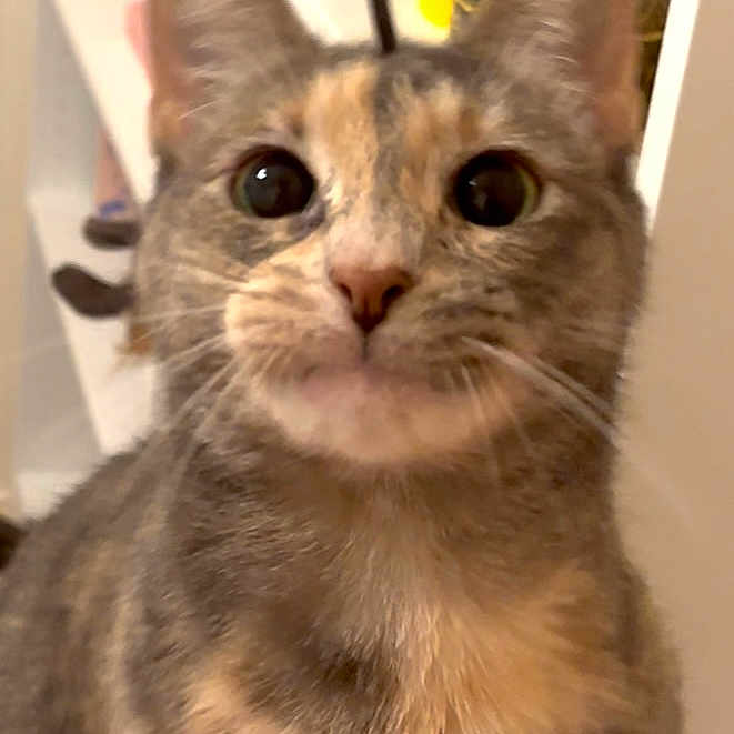 Queso