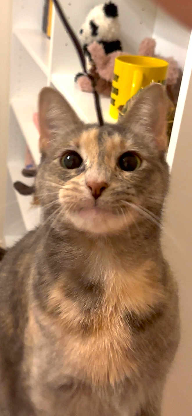 Queso
