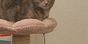 Queso joined the competition — help win amazing prizes! cat, cat_tree, pet, indoor, furniture, shelf, stuffed_toys, book, beige, brown, gray, animal, feline, pet_care, cozy, resting, looking, calm, home, wall