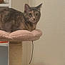 cat, cat_tree, pet, indoor, furniture, shelf, stuffed_toys, book, beige, brown, gray, animal, feline, pet_care, cozy, resting, looking, calm, home, wall