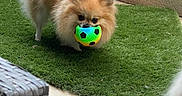 Naya participe au concours pour gagner de l'argent avec cette photo : animal, artificial_grass, backyard, ball, cute, daylight, dog, fence, fur, grass, mouth, outdoor, pet, pet_toy, playful, pomeranian, small_dog, soccer_ball, tile_floor, toy