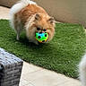 animal, artificial_grass, backyard, ball, cute, daylight, dog, fence, fur, grass, mouth, outdoor, pet, pet_toy, playful, pomeranian, small_dog, soccer_ball, tile_floor, toy