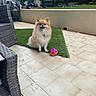 Naya a rejoint le concours — aidez-le/la à gagner de superbes lots ! bench, daylight, dog, fluffy, furniture, garden, grass, greenery, happy, home, outdoor, patio, pet, plant, pomeranian, small_dog, smiling, soccer_ball, tiles, toy